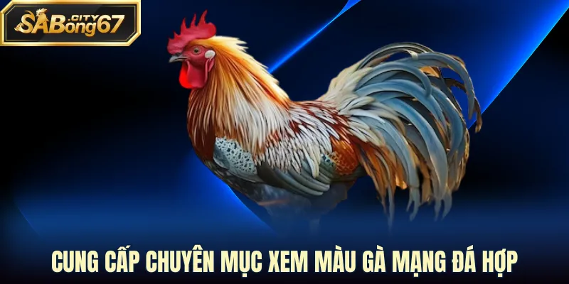 Cung cấp chuyên mục xem màu gà mạng đá hợp