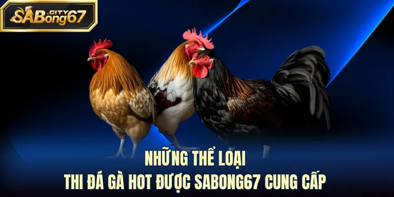 Những thể loại thi đá gà hot được Sabong67 cung cấp