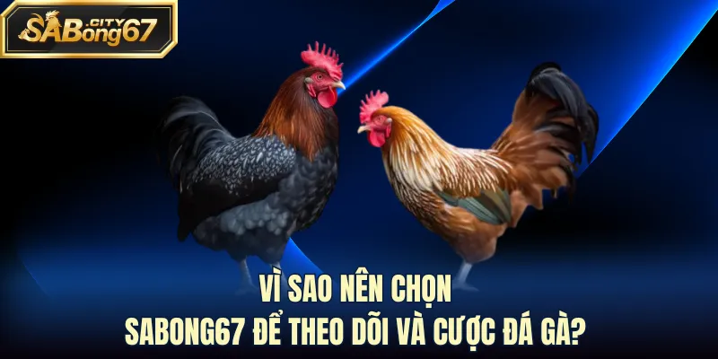 Vì sao nên chọn Sabong67 để theo dõi và cược đá gà?